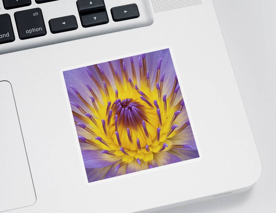 Water Lily Sticker featuring the photograph Blue Water Lily by Heiko Koehrer-Wagner