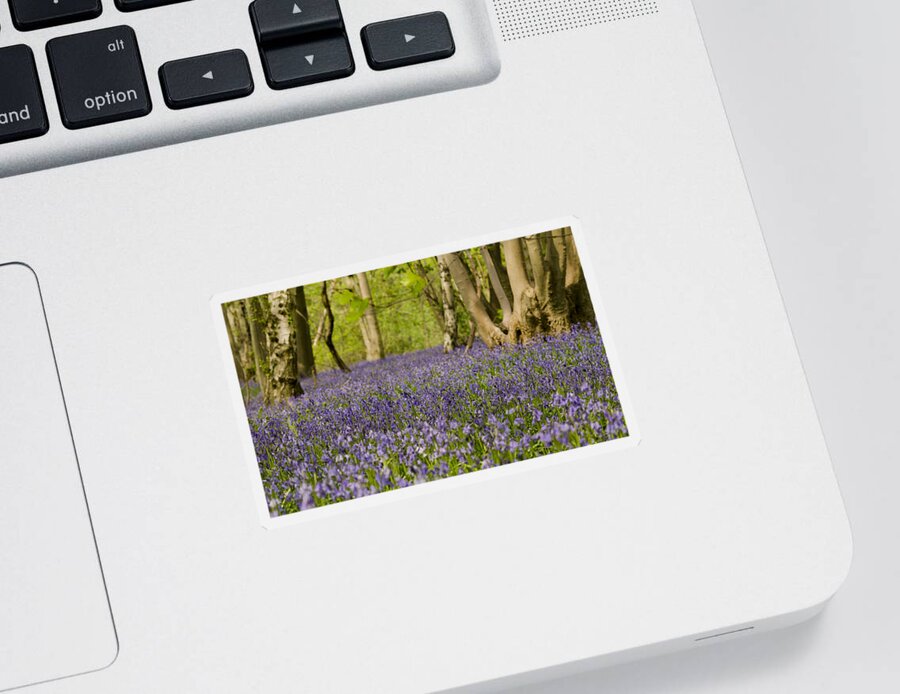 Forest Sticker featuring the photograph Bluebell Woods by Spikey Mouse Photography