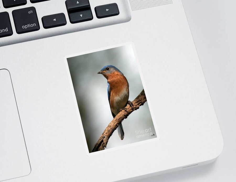 Eastern Bluebird Sticker featuring the photograph Bluebird- I See You by Sandra Clark