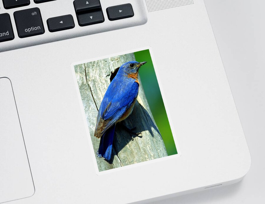 Sialia Sialia Sticker featuring the photograph Bluebird by Millard H. Sharp