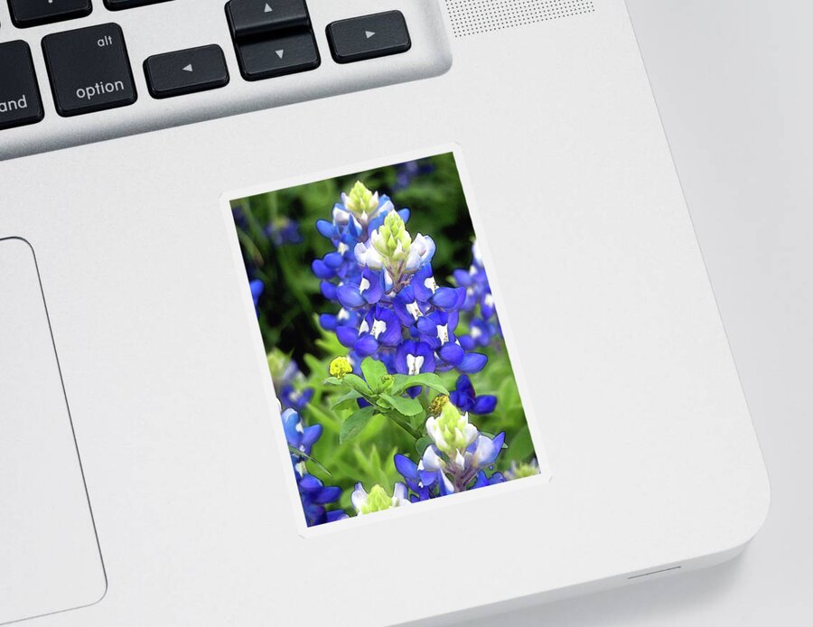 Bluebonnet Sticker featuring the photograph Bluebonnets Blooming by Stephen Anderson