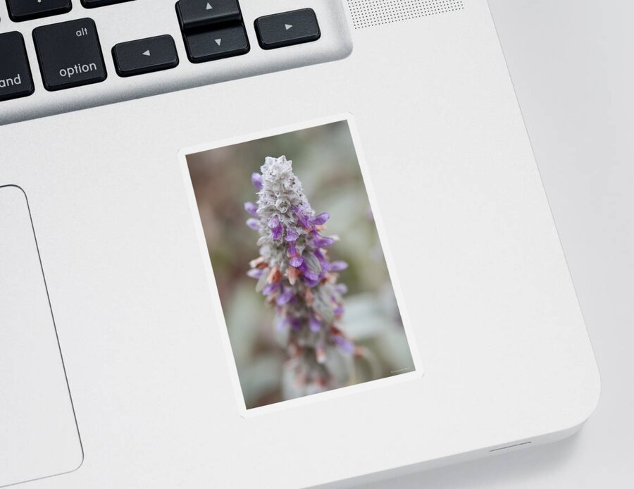 Flowers Sticker featuring the photograph Blumen by Miguel Winterpacht