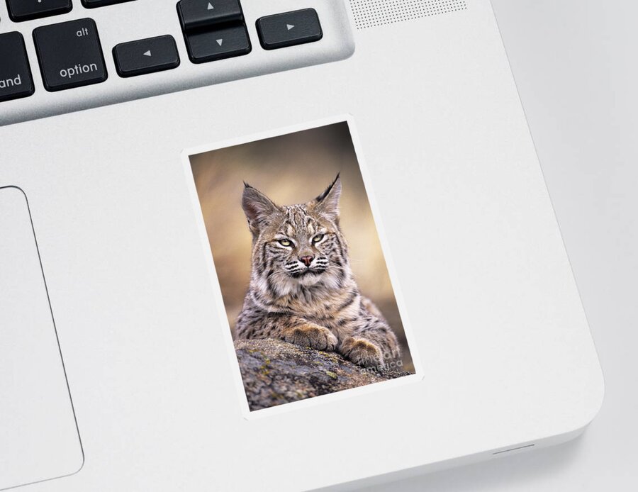 Bobcat Sticker featuring the photograph Bobcat Cub Portrait Montana Wildlife by Dave Welling
