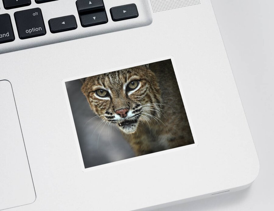 Bobcat Sticker featuring the photograph Bobcat Stare by Maggy Marsh