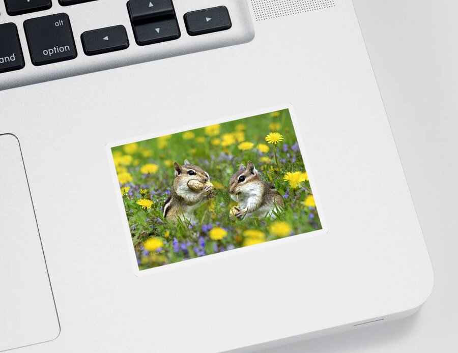 Chipmunk Sticker featuring the photograph Bountiful Generosity by Christina Rollo