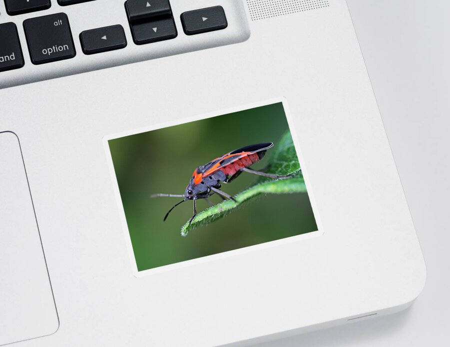 Macro Sticker featuring the photograph Boxelder Bug by Juergen Roth