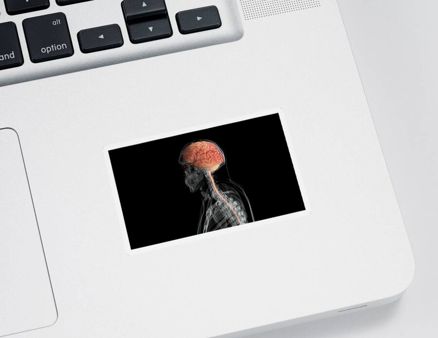 Anatomy Sticker featuring the photograph Brain And Spinal Cord, Lateral View by Anatomical Travelogue