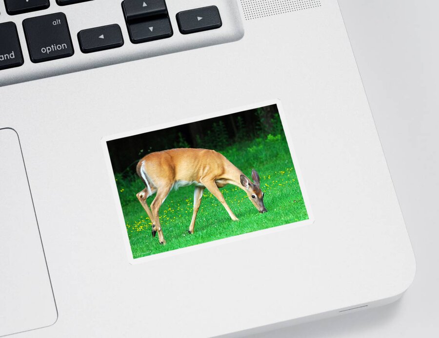 Deer Sticker featuring the photograph Bright Eyed And Bushy Tailed by Christina Rollo