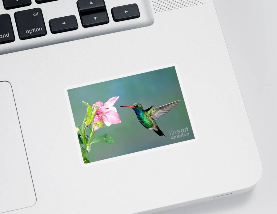 Fauna Sticker featuring the photograph Broad-billed Hummingbird At Flower by Anthony Mercieca