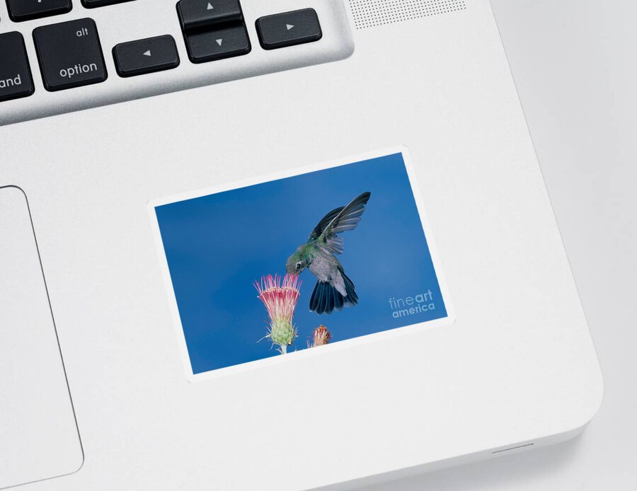 Fauna Sticker featuring the photograph Broadbill Hummingbird Feeding At Flower by Anthony Mercieca