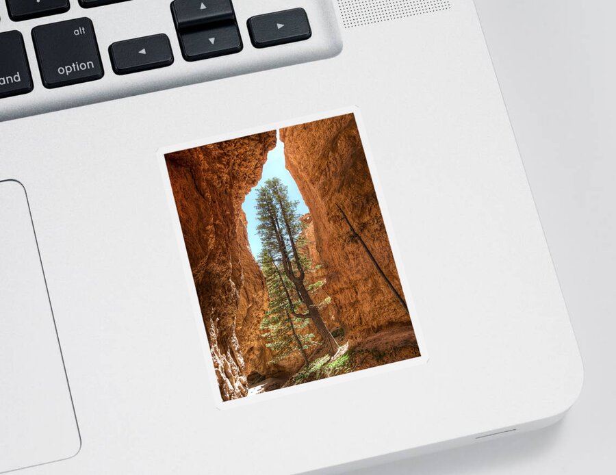 Pine Tree Sticker featuring the photograph Bryce Canyon Trees by Tammy Wetzel