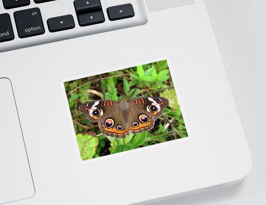 Butterfly Sticker featuring the photograph Buckeye Butterfly by Donna Brown