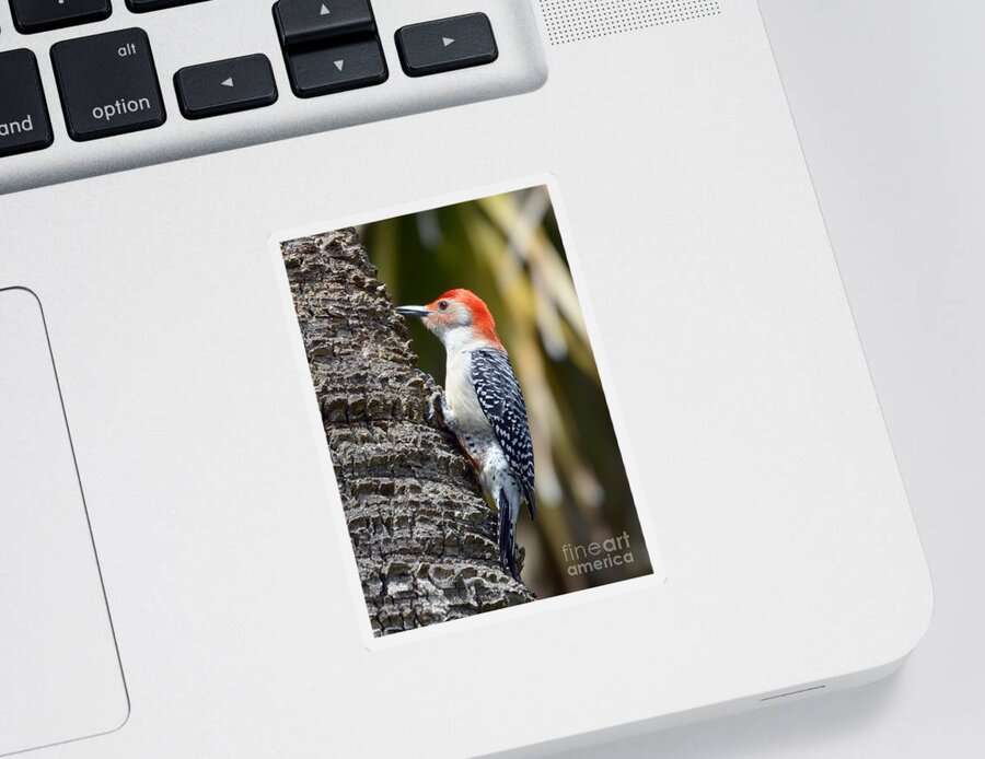 Woodpecker Sticker featuring the photograph Building A Home by Kathy Baccari