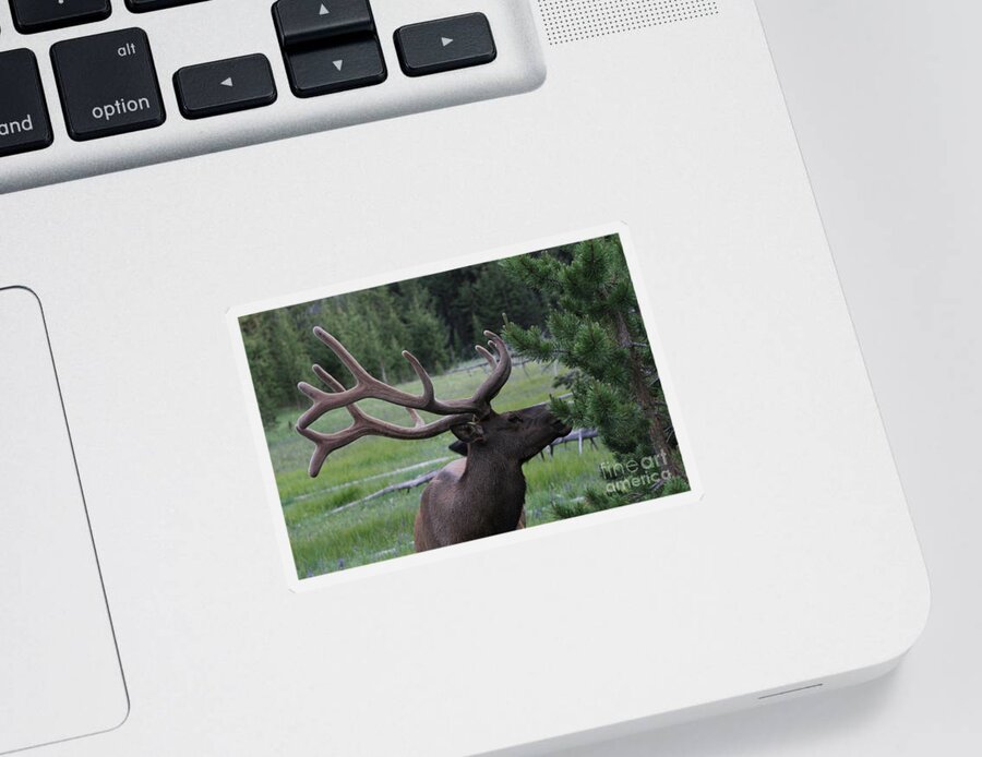 Bull Elk Sticker featuring the photograph Bull Elk in Velvet by Edward R Wisell