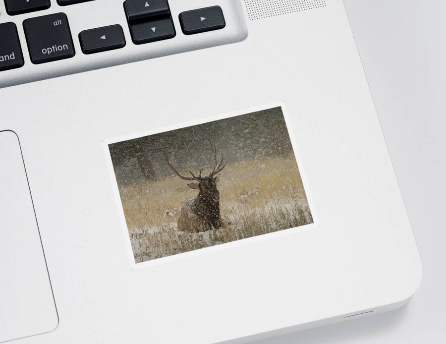 Photography Sticker featuring the photograph Bull Elk Lying Down During Snowstorm by Animal Images