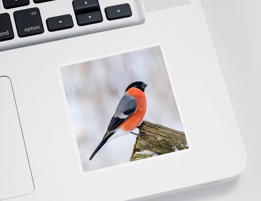 Bullfinch On The Edge Sticker featuring the photograph Bullfinch on the Edge by Torbjorn Swenelius