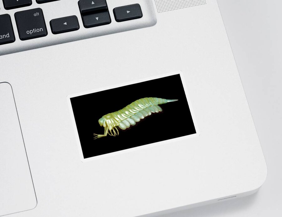 Illustration Sticker featuring the painting Burgess Shale Arthropod by Chase Studio