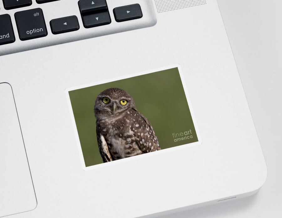 Burrowing Owl Sticker featuring the photograph Burrowing Owl by Meg Rousher