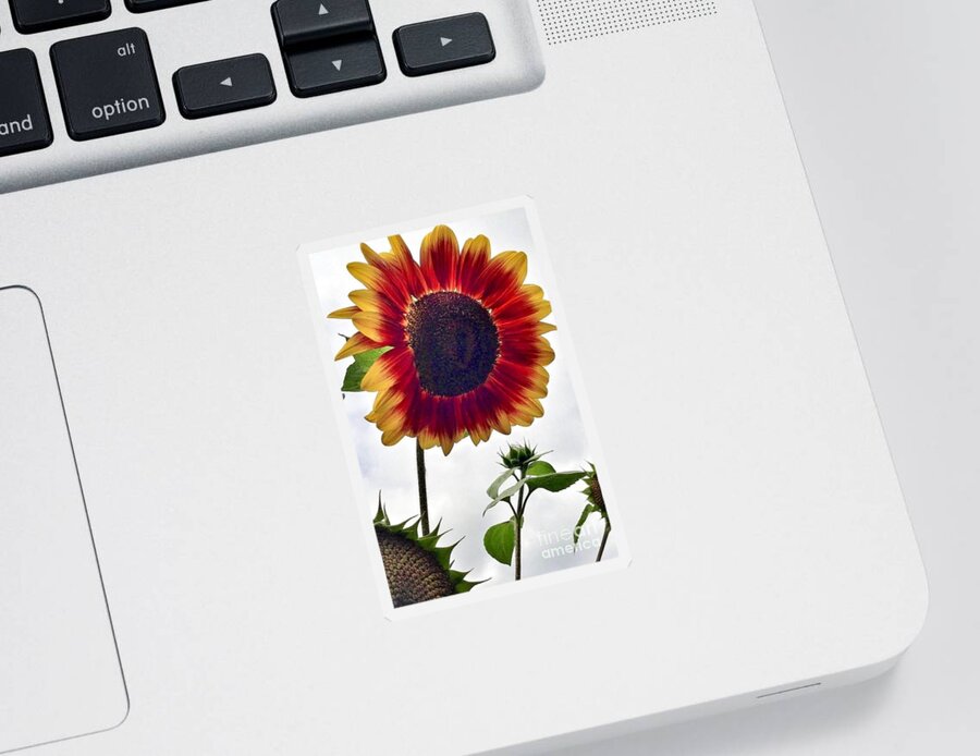 Red Sunflower Sticker featuring the photograph Burst Of Sunflower by Susan Garren