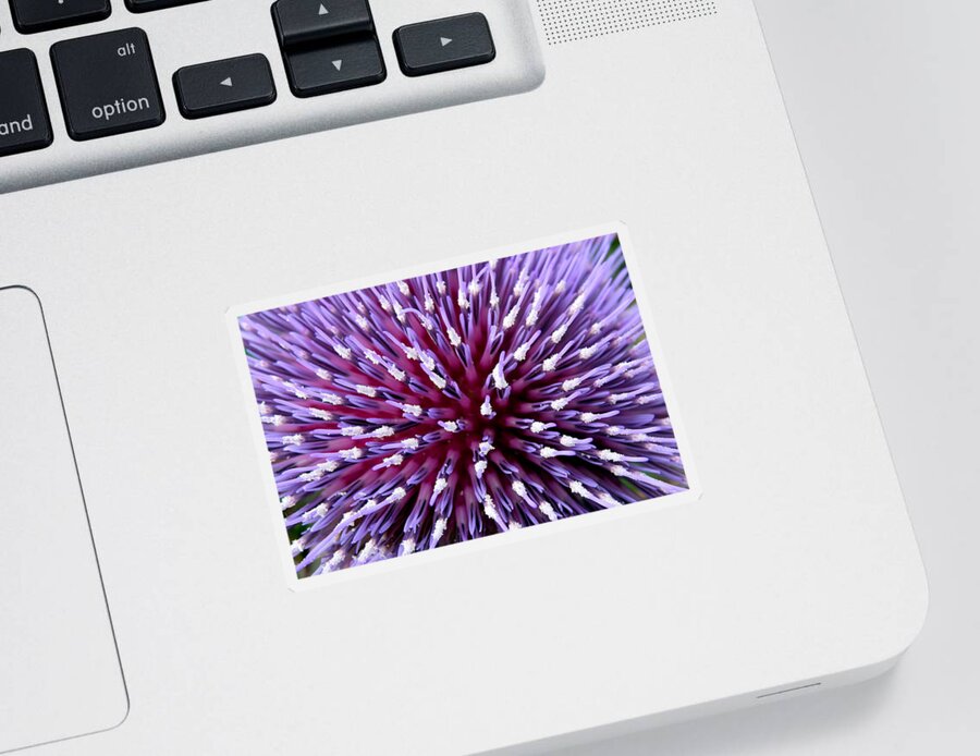 Cardoon Sticker featuring the photograph Bursting with colour by Vanessa Thomas