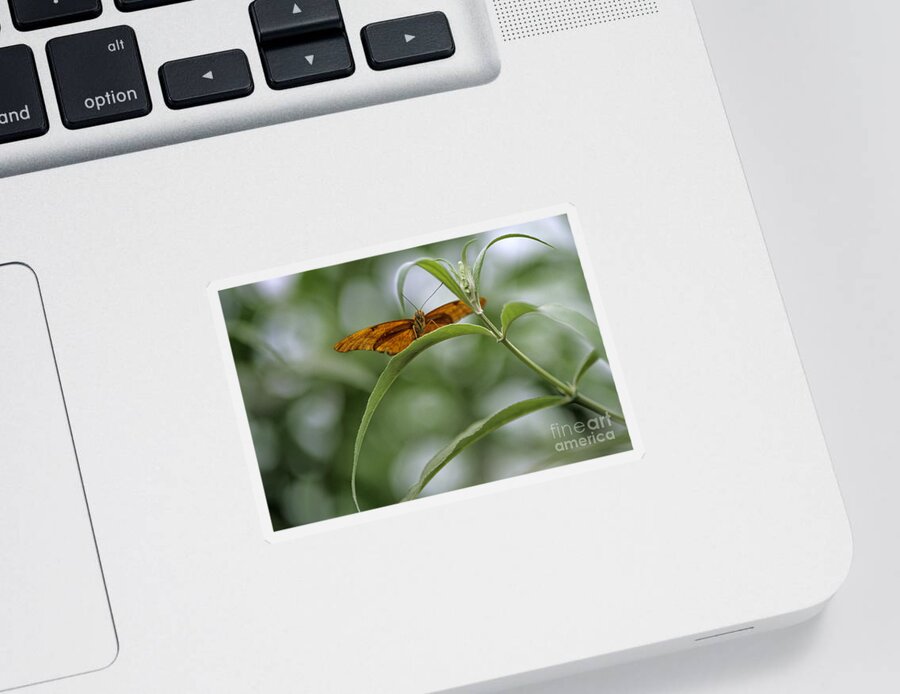 Natural World Sticker featuring the photograph Butterfly on green leaf by Jim Corwin