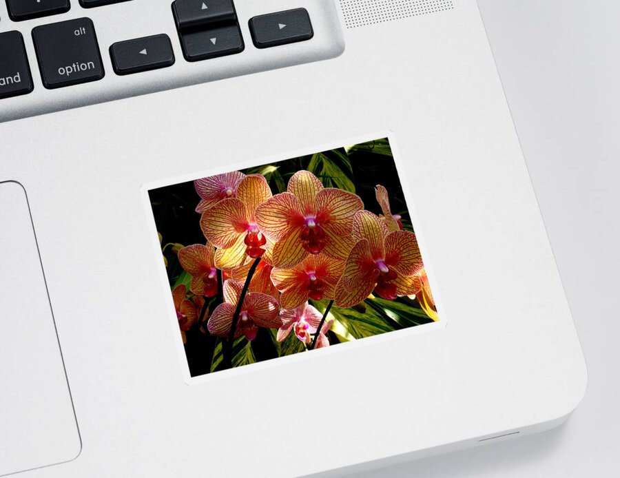 Flowers Sticker featuring the photograph Butterfly Orchids by Rodney Lee Williams