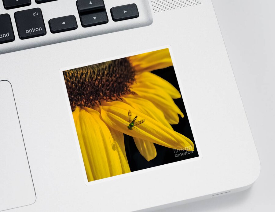 Sunflower Sticker featuring the photograph Buzz Off by Charlie Cliques