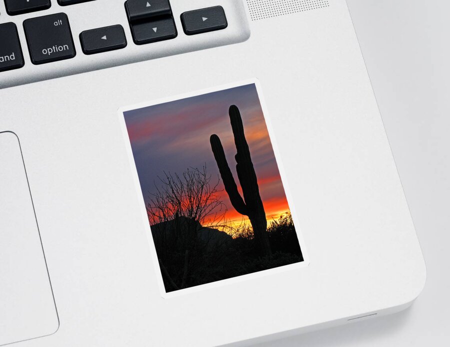 Cactus Sticker featuring the photograph Cactus at Sunset by Marcia Socolik