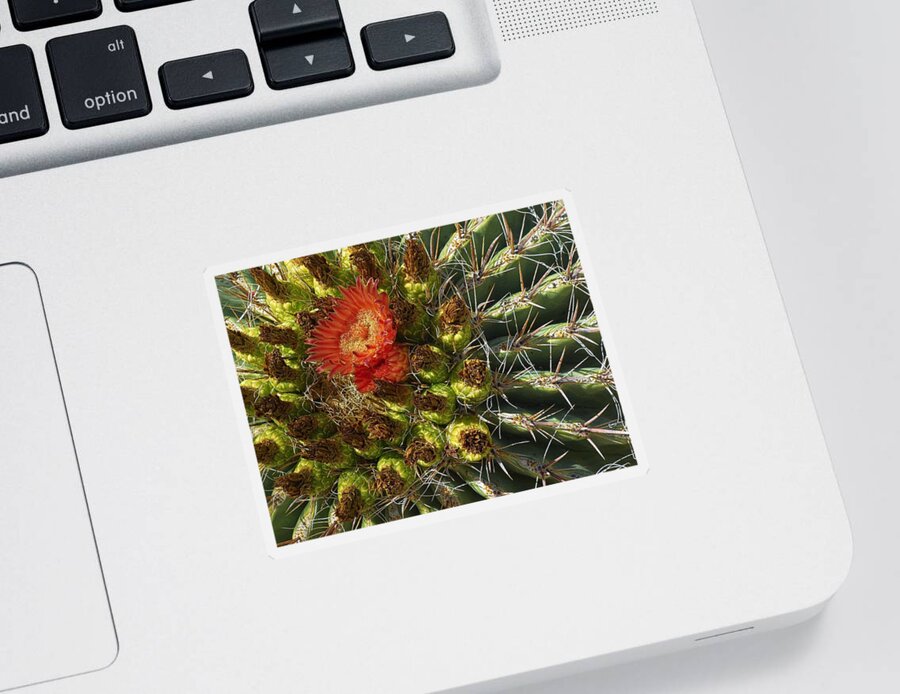 Cactus Sticker featuring the photograph Cactus Flower by Steve Ondrus