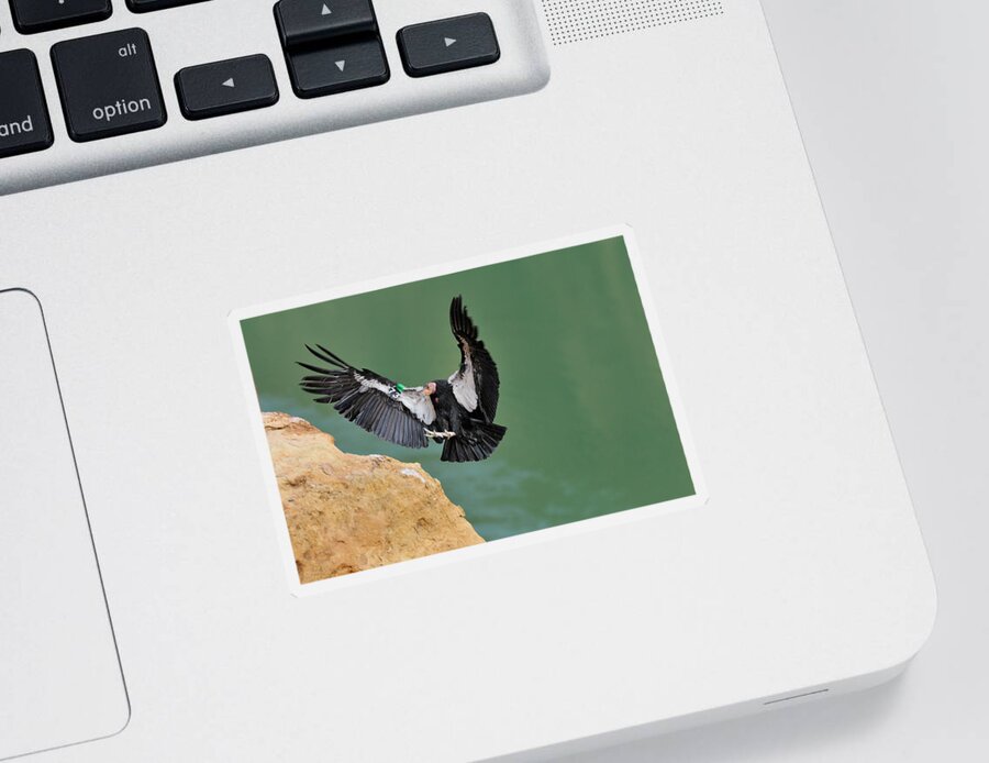 Animal Sticker featuring the photograph California Condor by Thomas And Pat Leeson