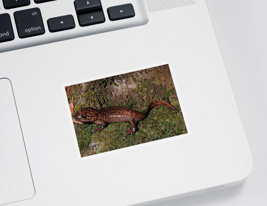 Amphibia Sticker featuring the photograph California Giant Salamander by Karl H. Switak