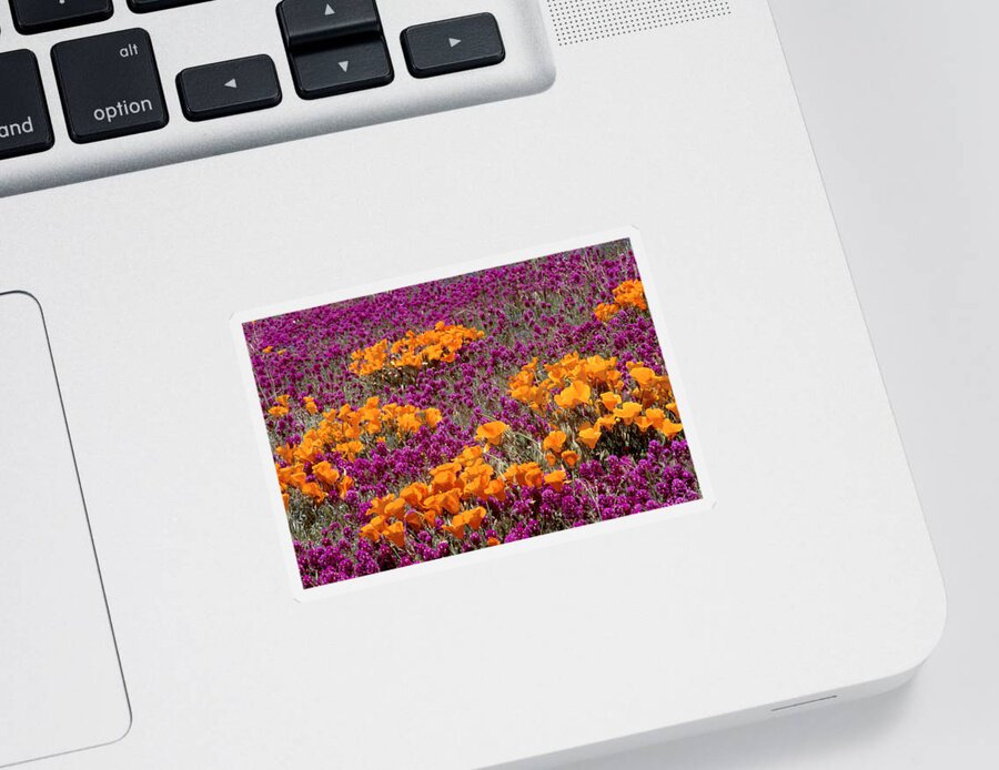 Bloom Sticker featuring the photograph California Poppies And Red Owl Clover by Brenda Tharp