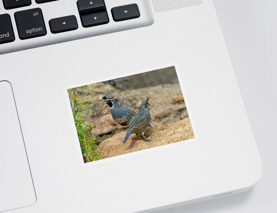Nature Sticker featuring the photograph California Quail Pair On Rock by Anthony Mercieca