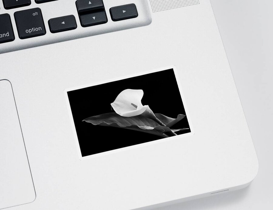 Calla Lili Sticker featuring the photograph Calla lily flower by Michalakis Ppalis
