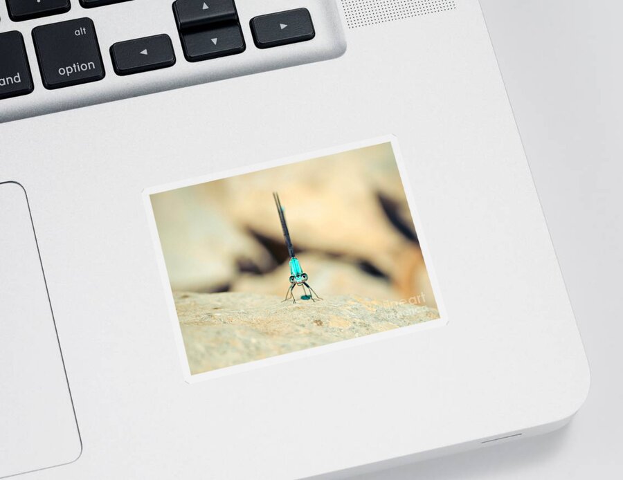  Green Dragonfly Sticker featuring the photograph Can I Bug You Dragonfly by Peggy Franz