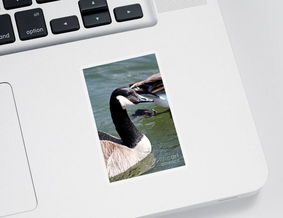 Christian Sticker featuring the photograph Canada Goose Profile by Anita Oakley