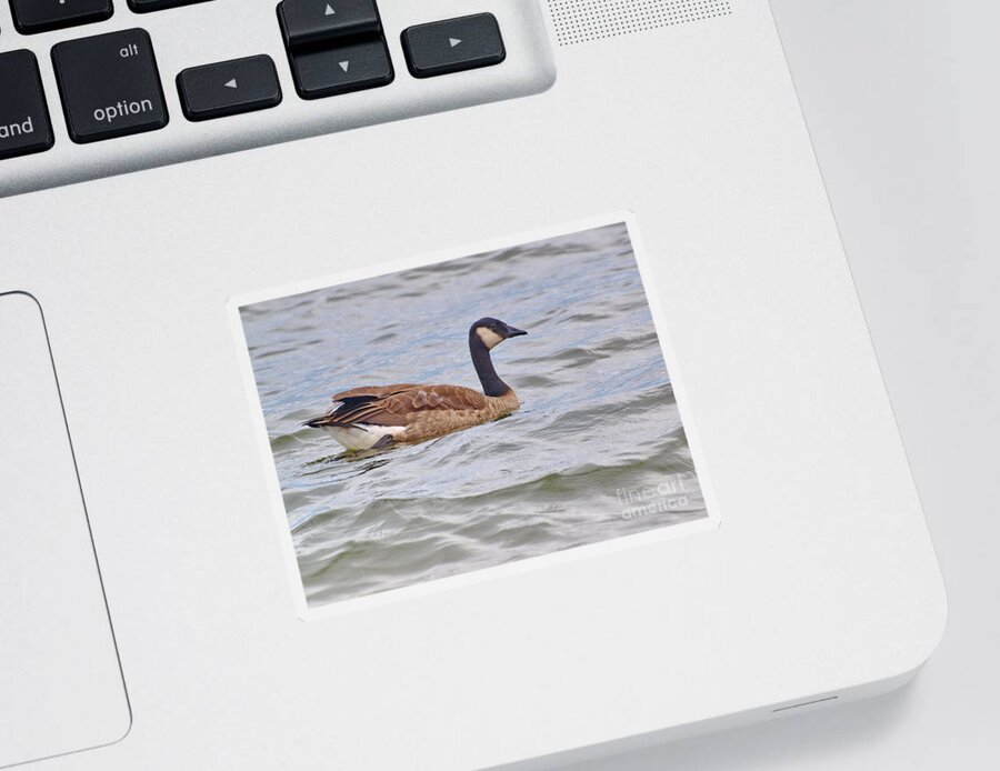 Goose Sticker featuring the photograph Canadian Eh by Vivian Martin