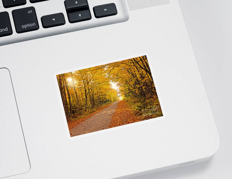 Fall Foliage Sticker featuring the photograph Canopy of Fall by Gwen Gibson