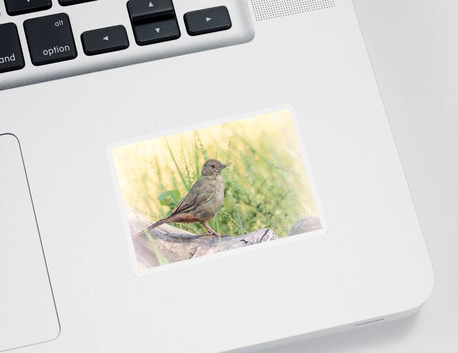 Al Andersen Sticker featuring the photograph Canyon Towhee Perched On Log by Al Andersen