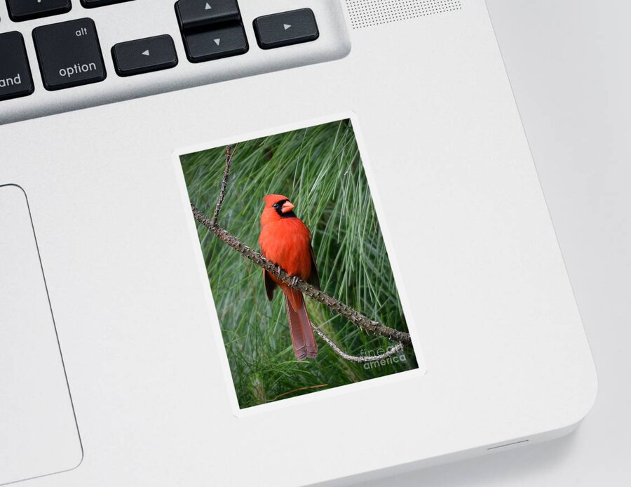 Cardinal Sticker featuring the photograph Cardinal In A Pine Tree by Kathy Baccari
