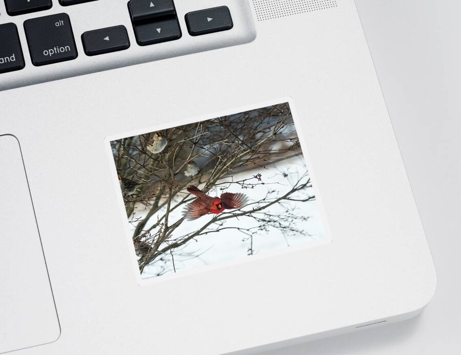 Jan Holden Sticker featuring the photograph Cardinal in Flight by Holden The Moment