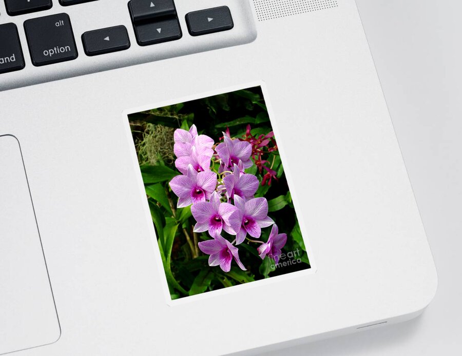 Orchid Sticker featuring the photograph Cascading Lilac Orchids by Sue Melvin