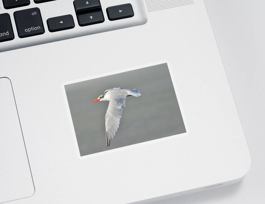 Caspian Tern Sticker featuring the photograph Caspian Tern in Flight by Bradford Martin