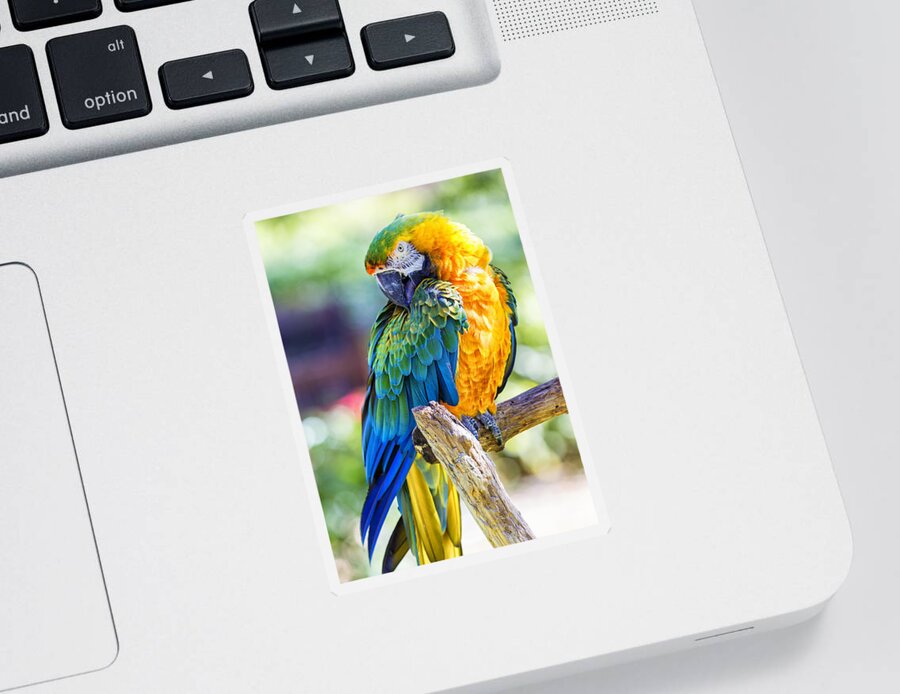 Catalina Macaw Sticker featuring the photograph Catalina Macaw by Bill and Linda Tiepelman