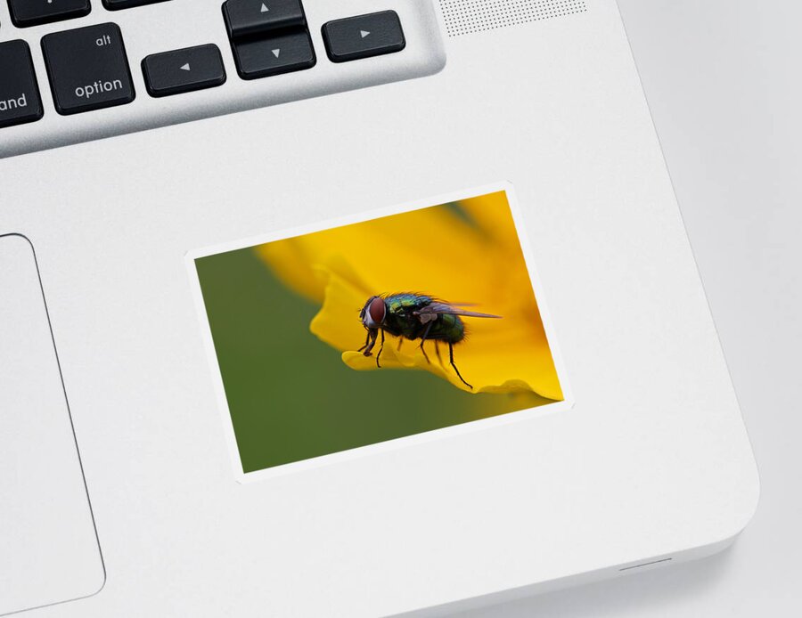 Insect Sticker featuring the photograph Catch Me If You Can by Juergen Roth