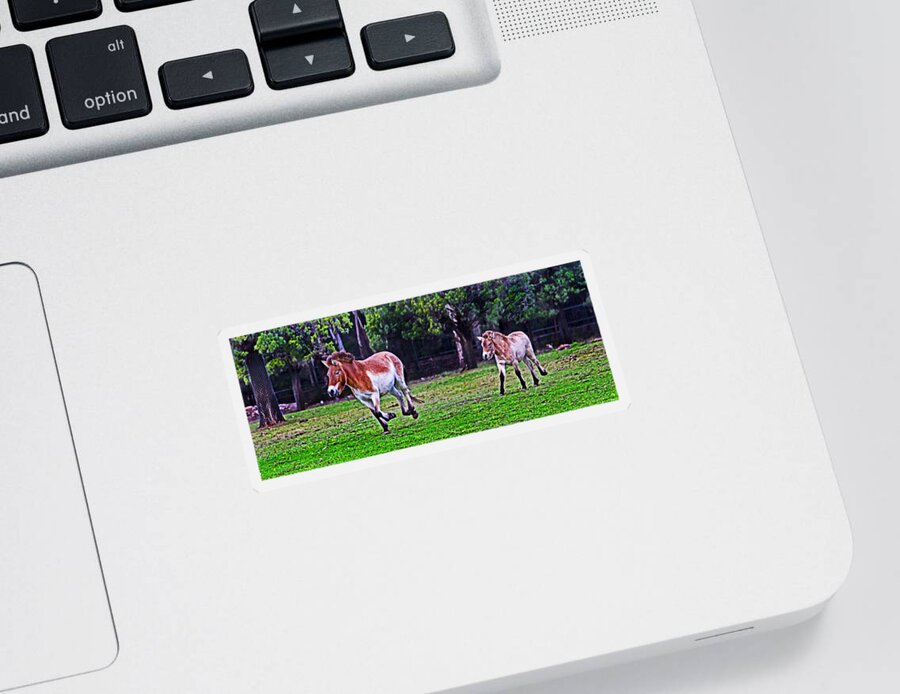 #przewalski's Horse Sticker featuring the photograph Catch up to mum by Miroslava Jurcik
