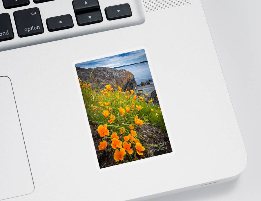 Beach Sticker featuring the photograph Cattle Point Poppies by Inge Johnsson