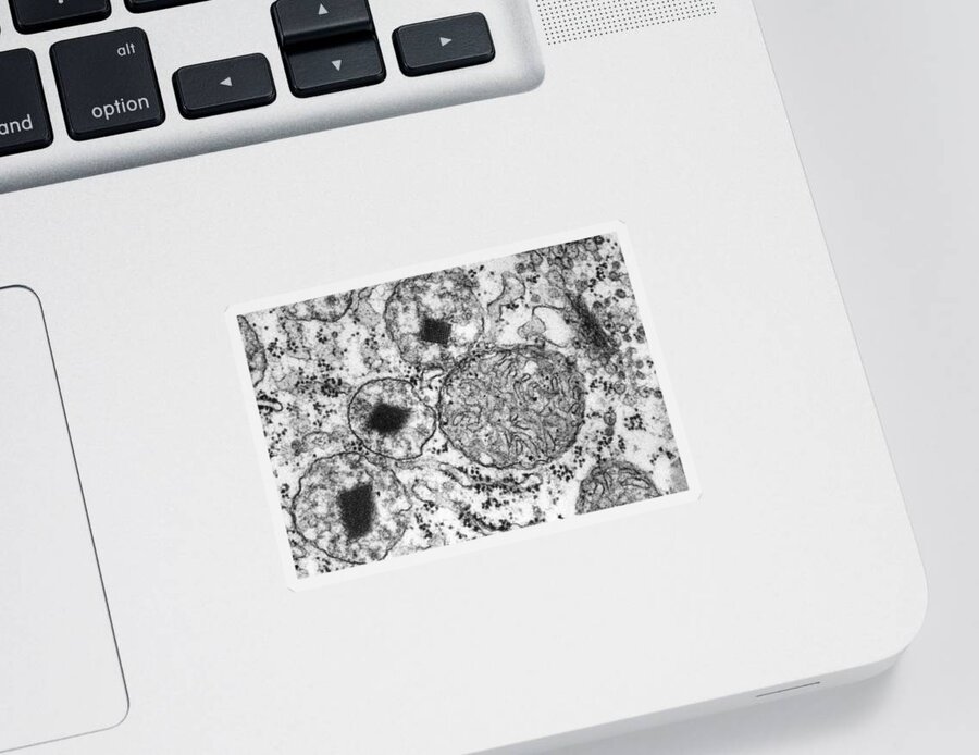 Science Sticker featuring the photograph Cell With Organelles, Tem by Biology Pics