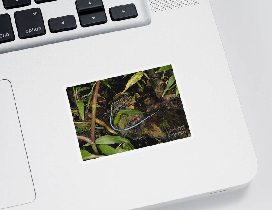 Central American Whiptail Sticker featuring the photograph Central American Whiptail by Gregory G. Dimijian, M.D.