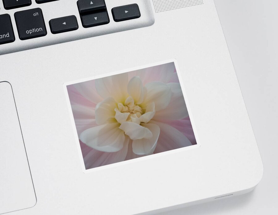 Flower Sticker featuring the photograph Centre Stage by Krystyna Spink